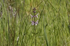 Stachys rigida rigida