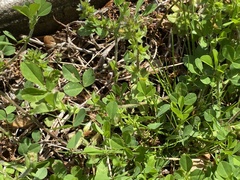 Trifolium dubium