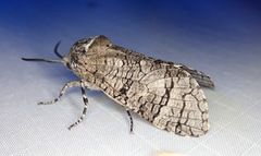 Prionoxystus macmurtrei