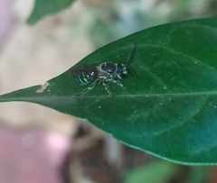 Nomia iridescens