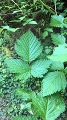 Rubus spectabilis