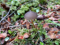 Strobilurus esculentus