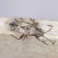 Nysius senecionis