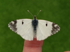 Euchloe