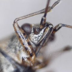 Nysius senecionis
