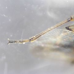Nysius senecionis