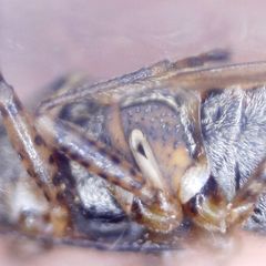 Nysius senecionis
