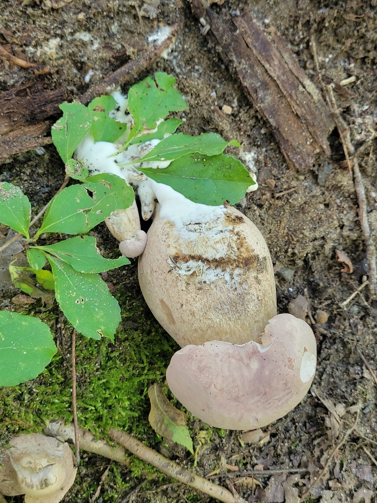 reddish brown bitter bolete · August 2026 · photo: Photo: no rights reserved · iNaturalist