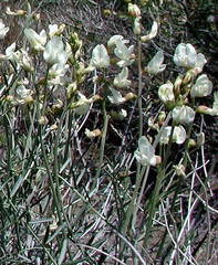 Astragalus pachypus pachypus
