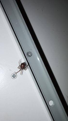 iNaturalist observation photo of False Black Widow