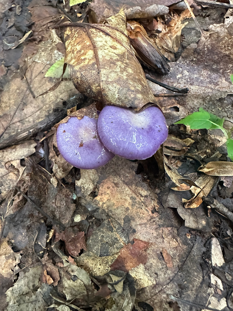Viscid Violet Cort · August 2026 · photo: Photo: no rights reserved · iNaturalist