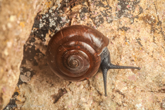 Ariophantidae