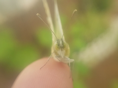Euchloe
