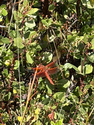 iNaturalist observation photo of Flame Skimmer