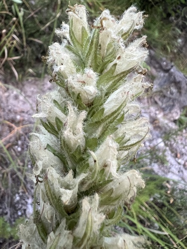Campanula thyrsoides, photograph 6