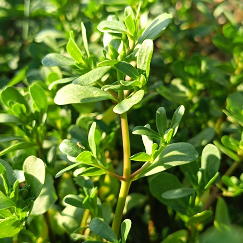 Common Purslane