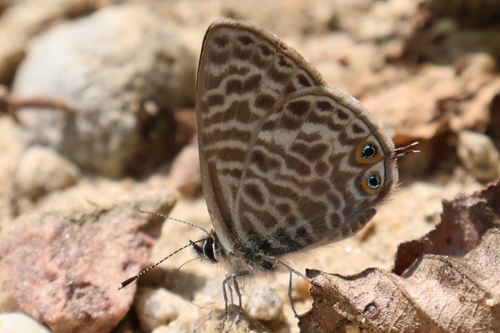 Lang's Short-tailed Blue