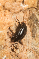 Scaphidiinae