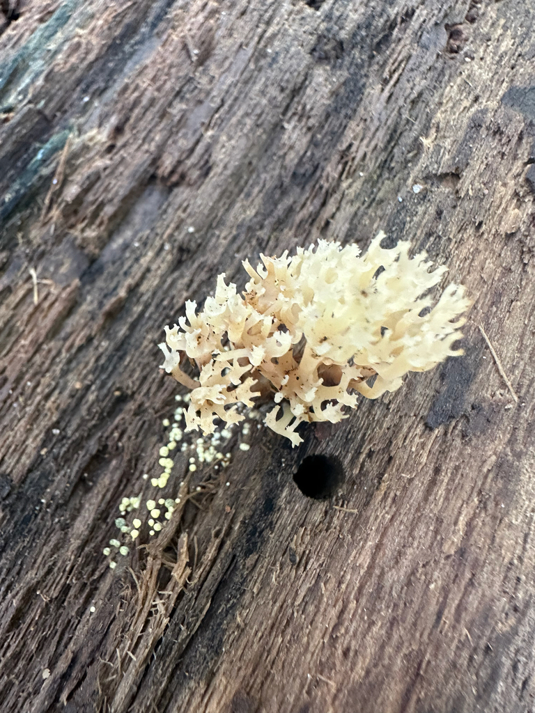 crown-tipped coral fungus · August 2026 · photo: Photo: no rights reserved · iNaturalist