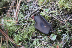 Pseudoplectania vogesiaca