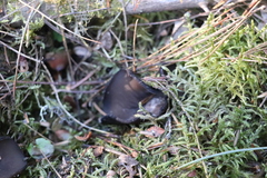 Pseudoplectania vogesiaca