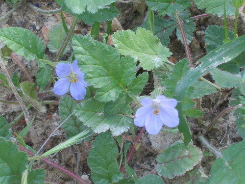 Iranian stork's bill (Erodium gruinum)
