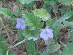 Erodium gruinum