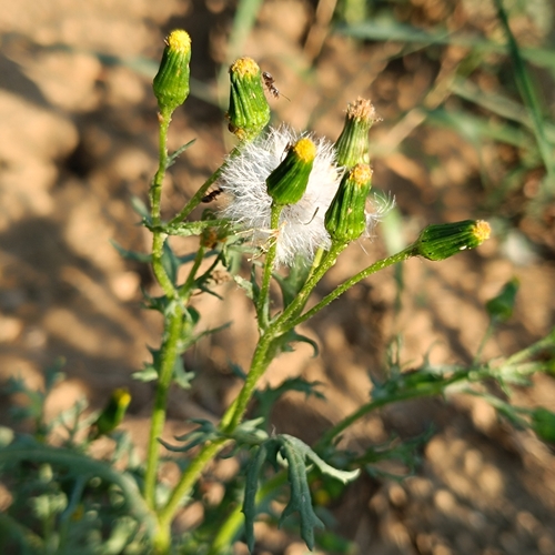common groundsel
