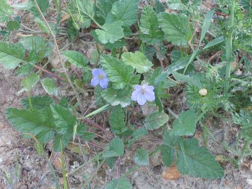Erodium gruinum, photograph 1