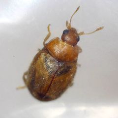 Rhyzobius litura