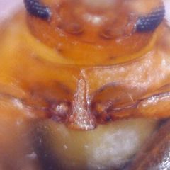 Rhyzobius litura