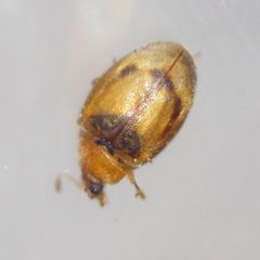 Rhyzobius litura