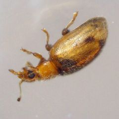 Rhyzobius litura