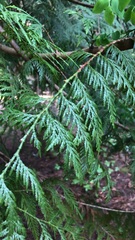 Thuja plicata