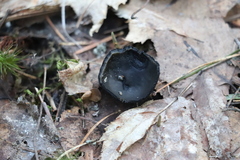 Pseudoplectania vogesiaca