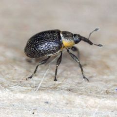 Gymnetron veronicae