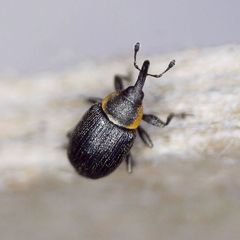 Gymnetron veronicae
