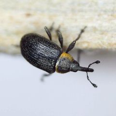 Gymnetron veronicae