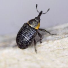 Gymnetron veronicae