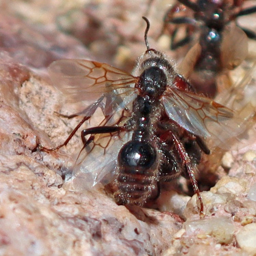 Myrmicine Ants