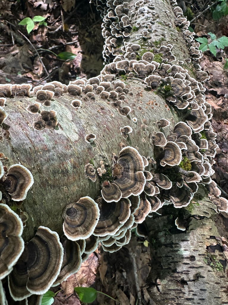 turkey-tail · August 2026 · photo: Photo: no rights reserved · iNaturalist