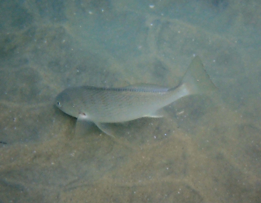 Yellowfin Croaker (Umbrina roncador)