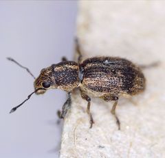 Andrion regensteinense