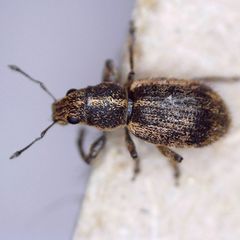 Andrion regensteinense