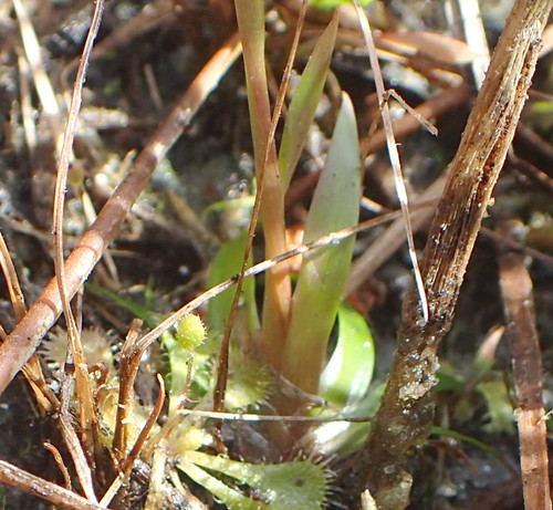 Image of Xyris flabelliformis by no rights reserved