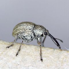 Exapion ulicis