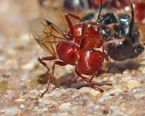 Typical American Harvester Ants