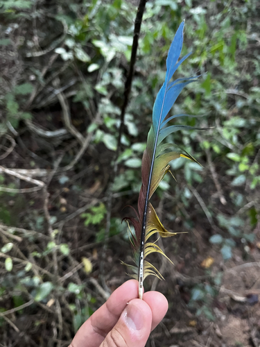 Blue-winged Macaw