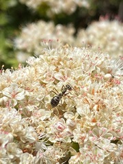 Myrmecocystus