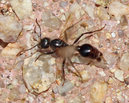 Ants